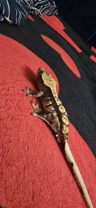 Gekon orzesiony dorosły samiec