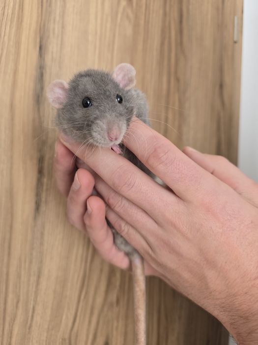 Oddam szczurki szczury dumbo 8 miesięcy w dobre ręce