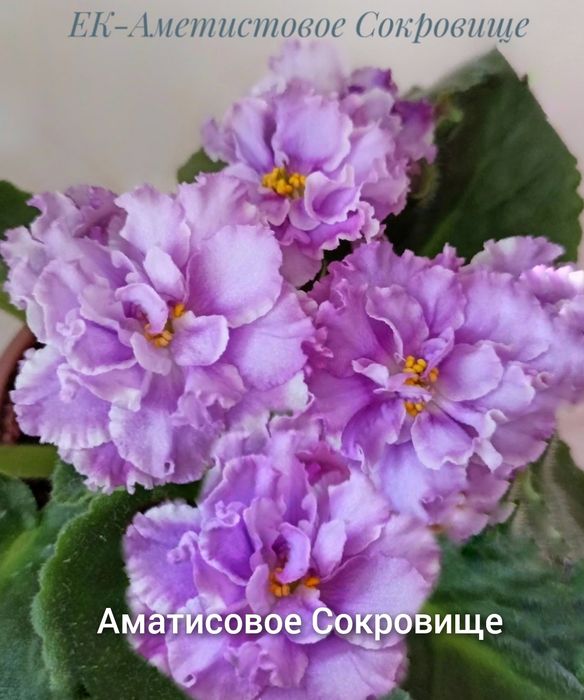 Продам фіалки дуже гарні