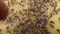 Бджоли. Сім'я бджіл. Пчела. Отводок пчел