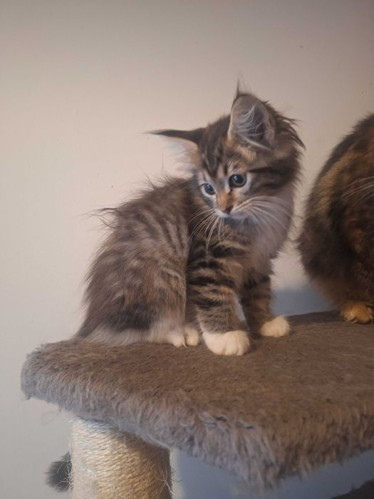 Maine coon  Kocurek Kosmo