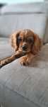 Cavalier king Charles Spaniel
