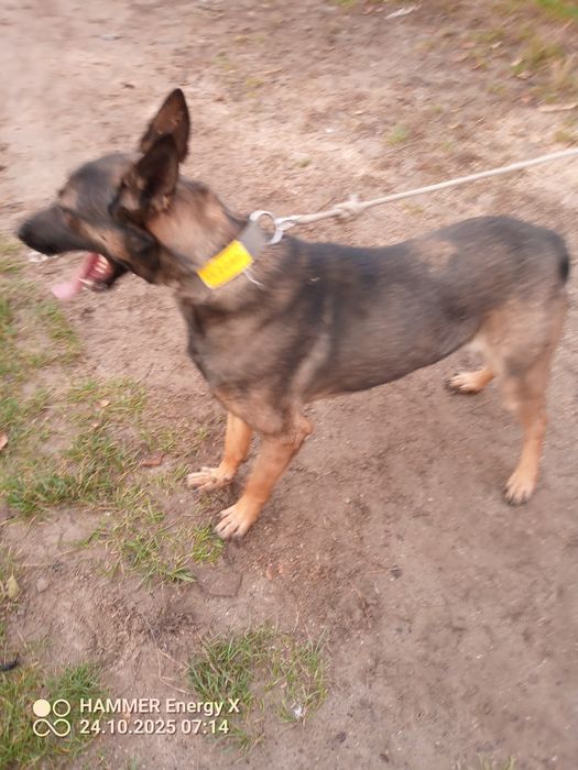 owczarek belgijski pies 10 miesięcy rodowód po szkoleniu