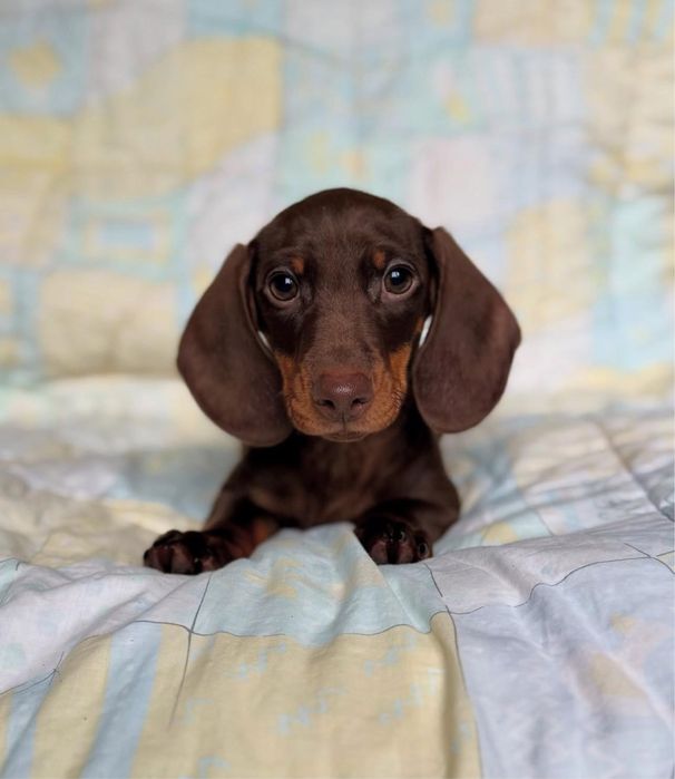 Teckel Femea chocolate