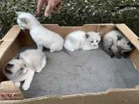 Gatos Persa brancos e cinza
