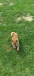 Shiba inu ruda suczka