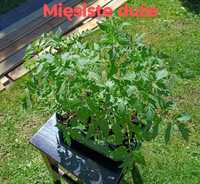 Pomidory sadzonki ekologiczne zahartowane