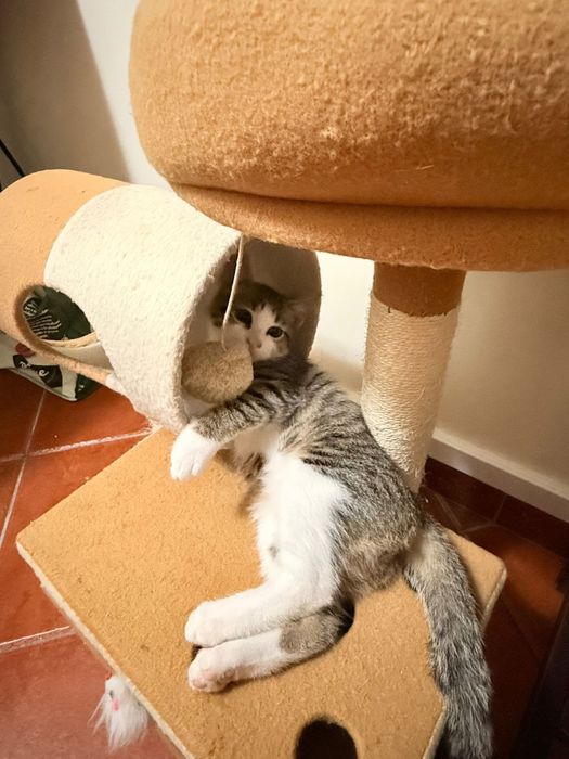 Gatinhos bebes para adoção responsavel