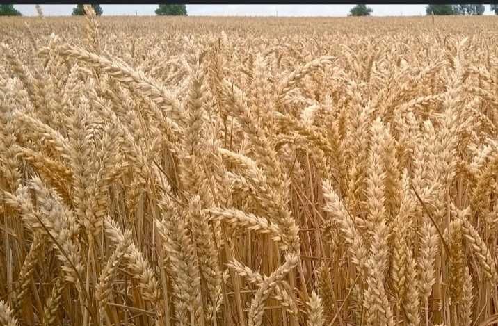 Sprzedam Pszenice Bilanz