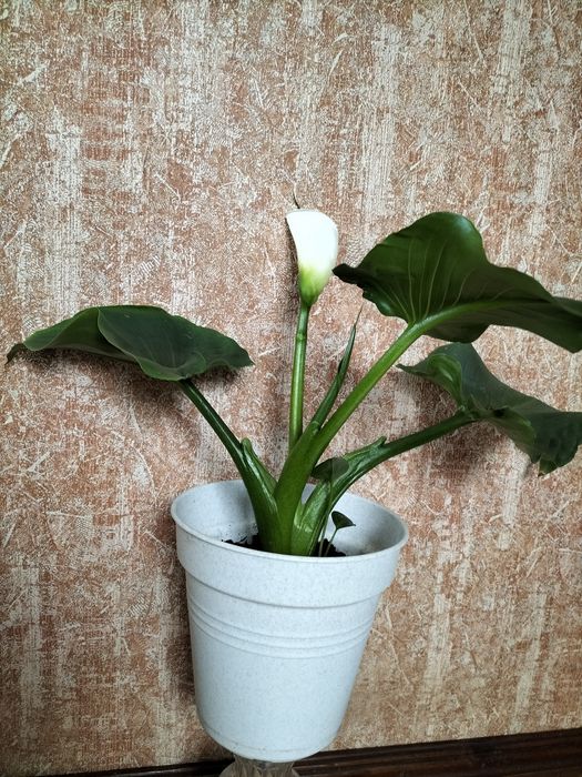 Кала біла квітуюча