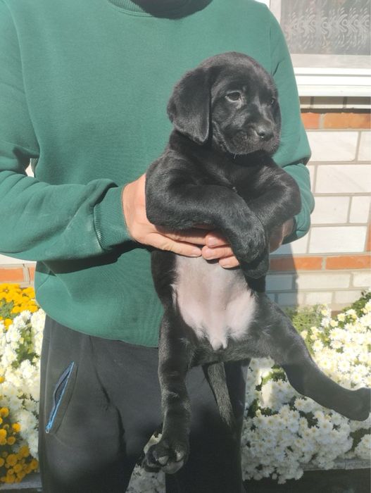 Продам цуценят Лабрадорів