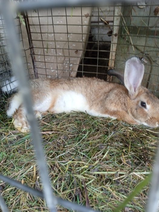 Продам кроликів " як зайці"