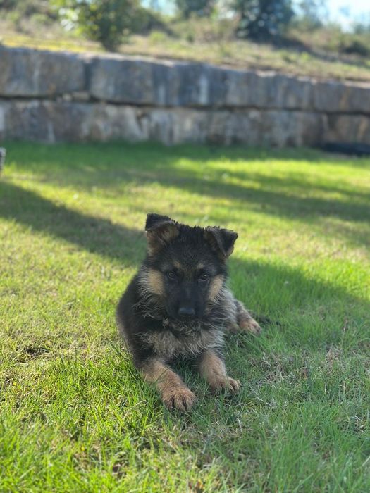 Pastor alemão pêlo curto