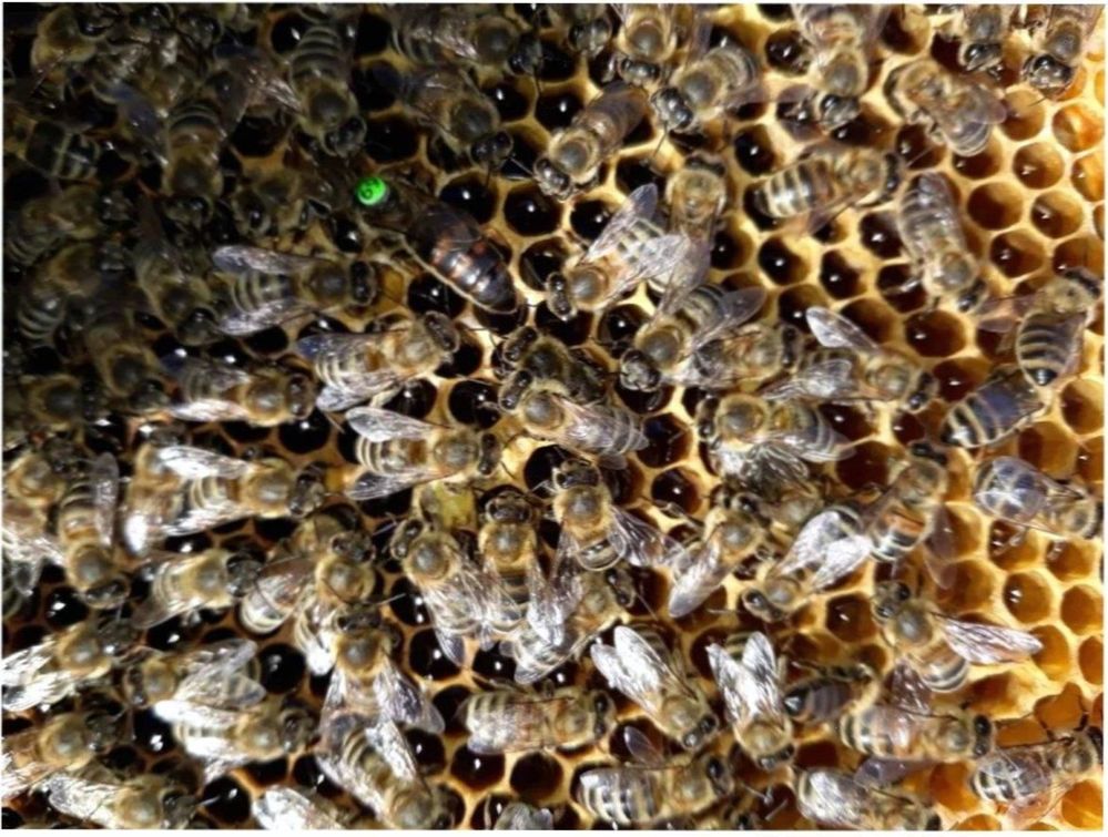 Бджоломатки Карніка Рауш ( Сергій Рауш) розплідник,пчеломатки, бджоли