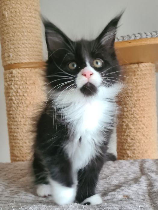 Prześliczny,  czarno biały kocurek