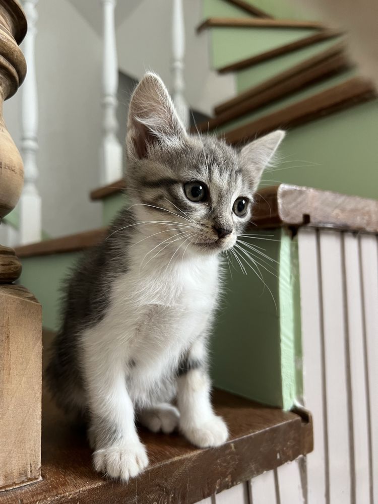 4 gatinhos para adoçao responsavel