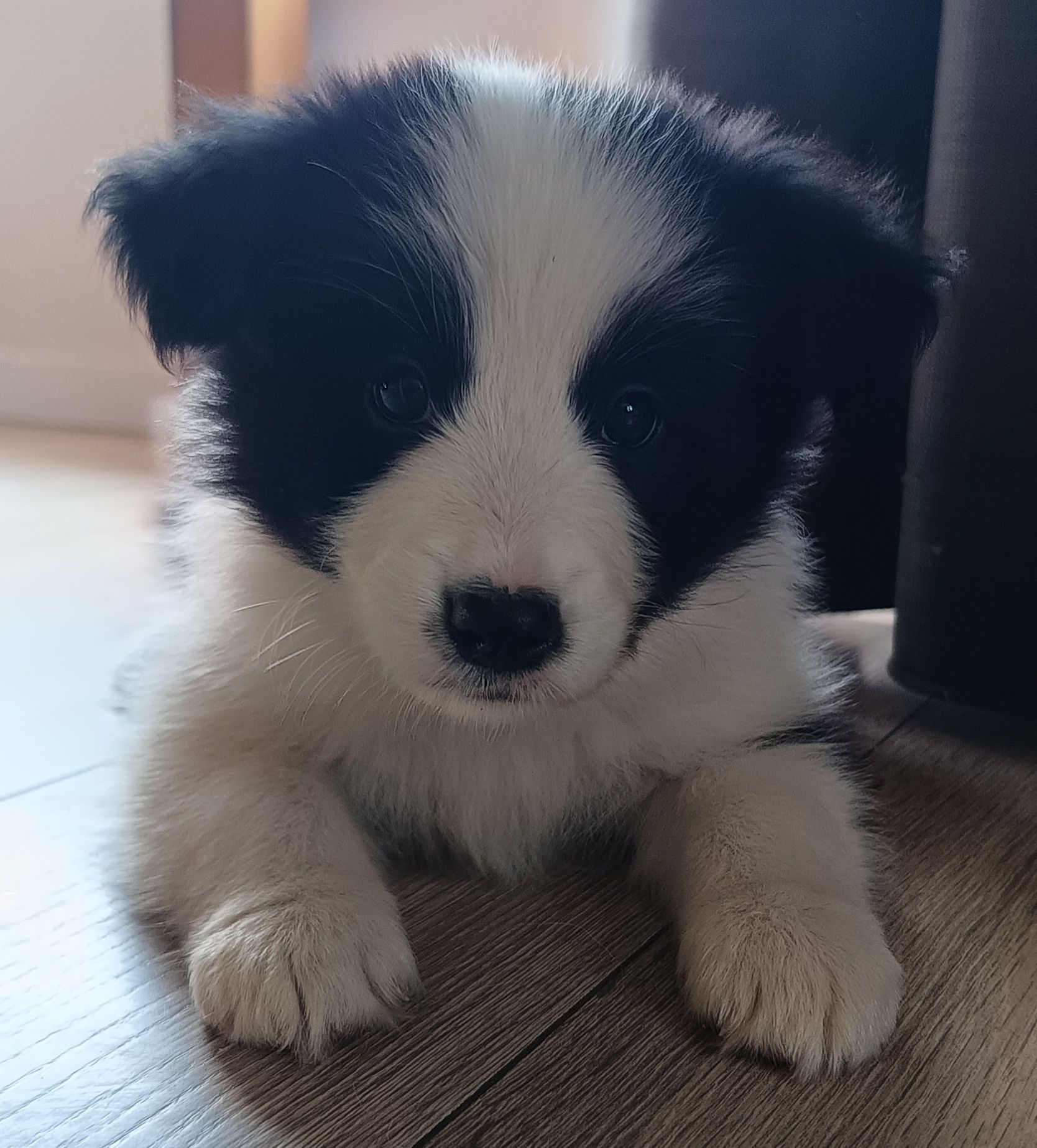 Border collie dziewczynka FCI zkwp szczeniak