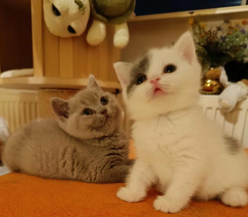 Kocurek brytyjski FPL