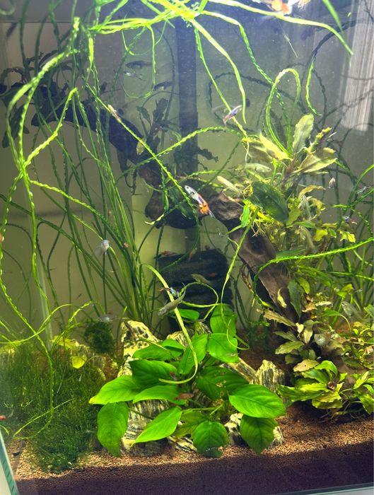Аквариум HAGEN Fluval EDGE 46 л, рыбки , креветки, растения