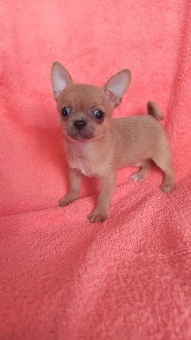 Чихуахуа.дівчинка. Вік два місяців. Чудо ізабелового кольору . Вакцино