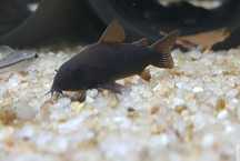 Kirys Czarny Corydoras black