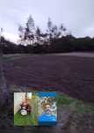 Serviços agrícolas
