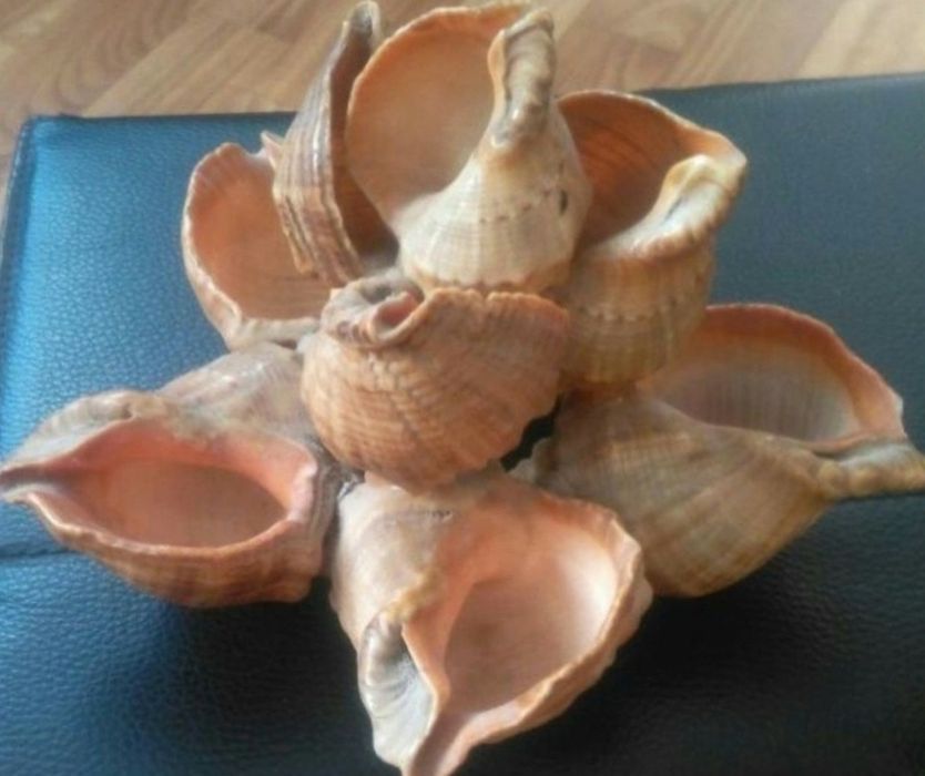 ракушки, плафон, грабли, кашпо, крестовина, лейка