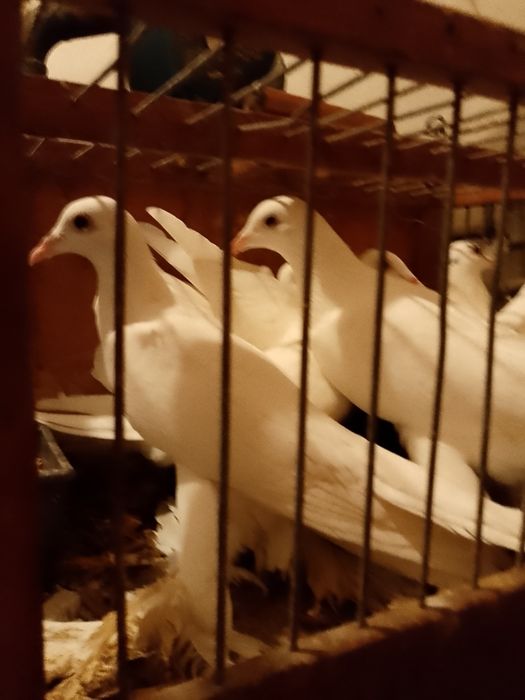 Gołębie ozdobne krótko i długodziobe