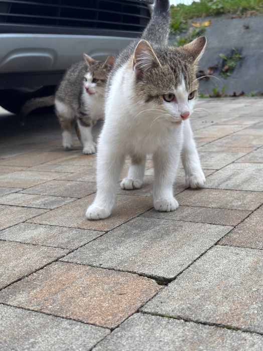 Kotki do adopcji