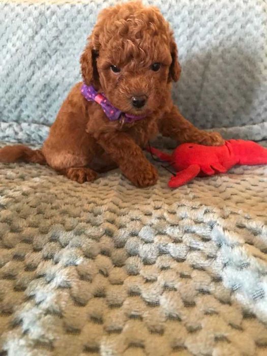 Pudel Toy Red samiec