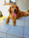 Golden retriever ciemno złote w typie amerykańskim