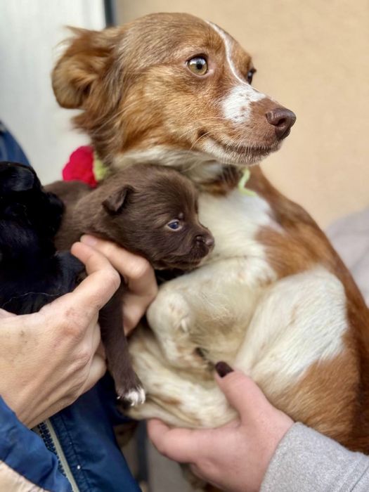 Щеночки —будут до 6-7 кг