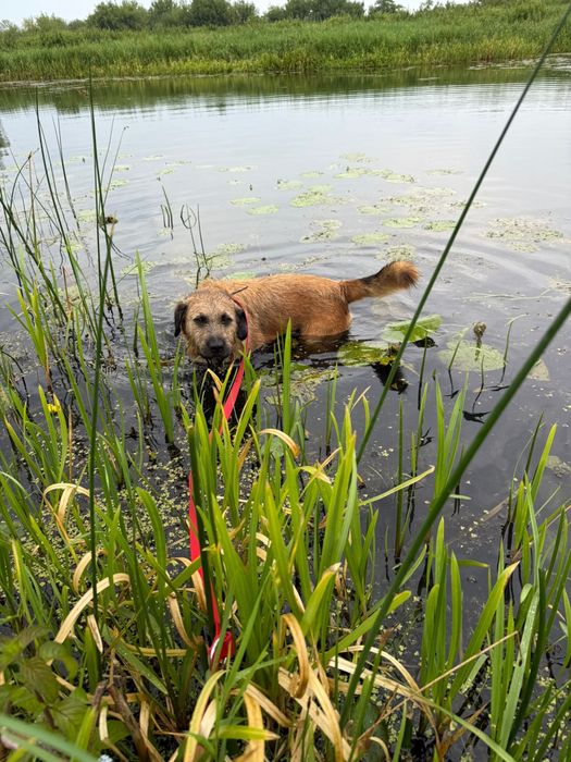 Szorściak Bono poleca się do adopcji!