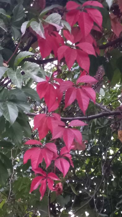 Виноград, винний, декоративний, горіх грецький, саджанці