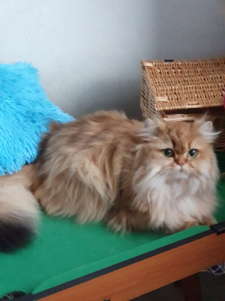 Золотая британская длинношерстная кошечка котята