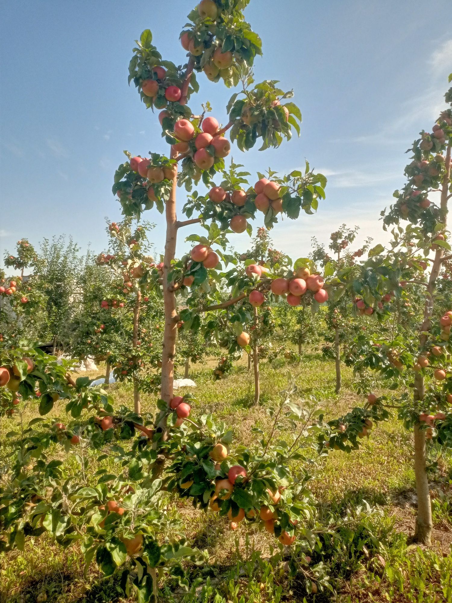 Продам яблука різних сортів.