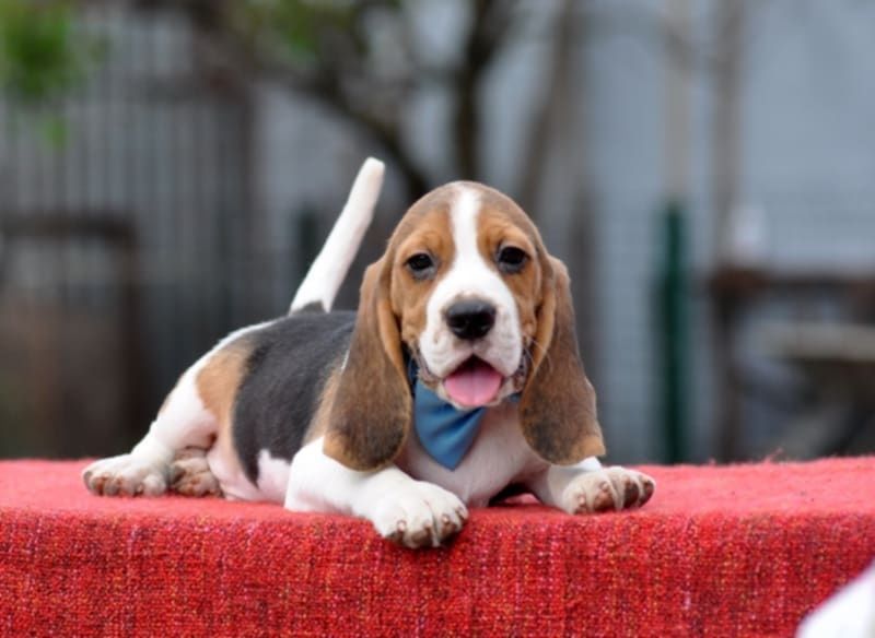 Видео) Элит щенки бигля, цуценята бігля из топ питомника, гентесты.