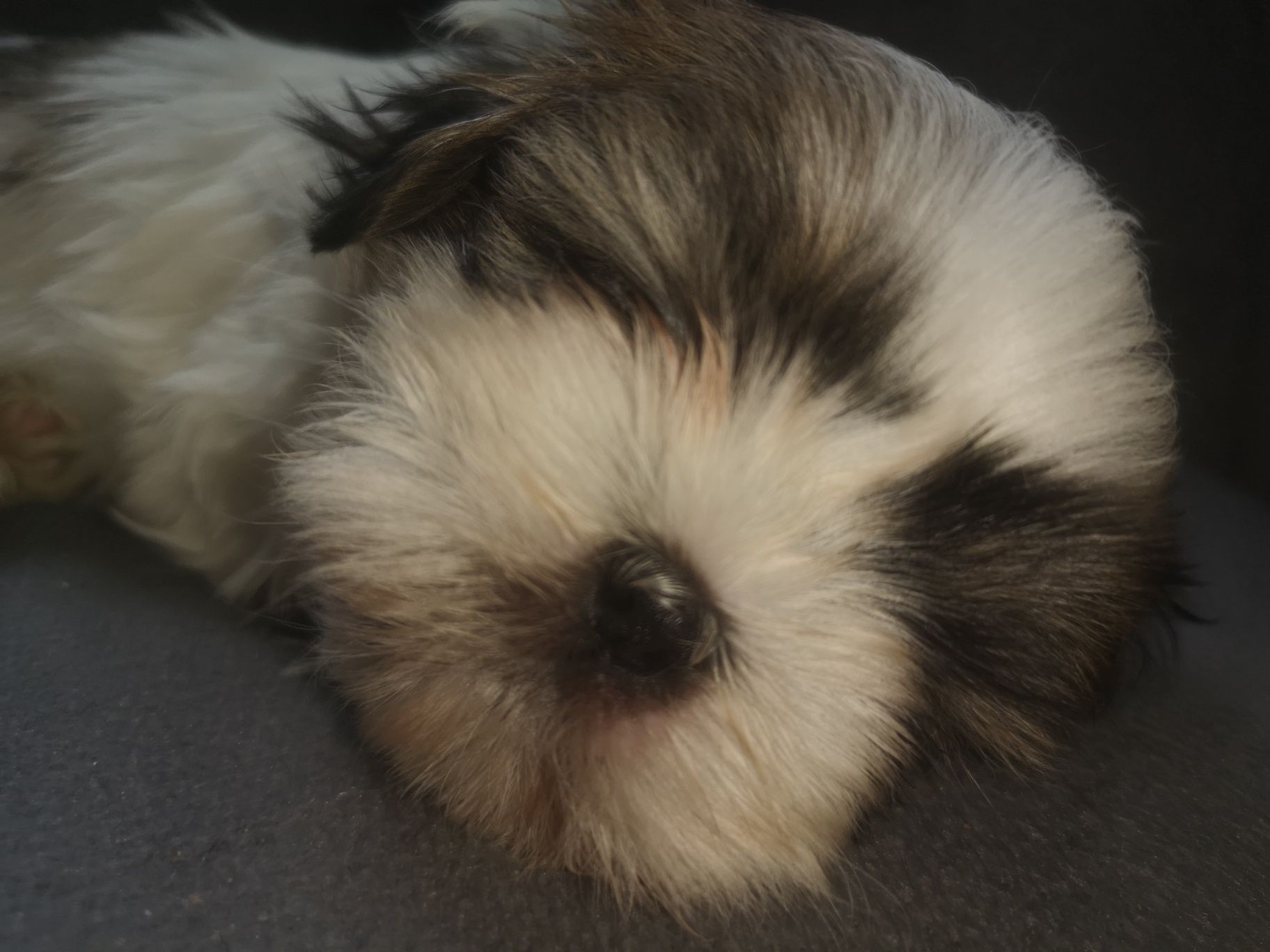 Szczeniaczek shih-tzu