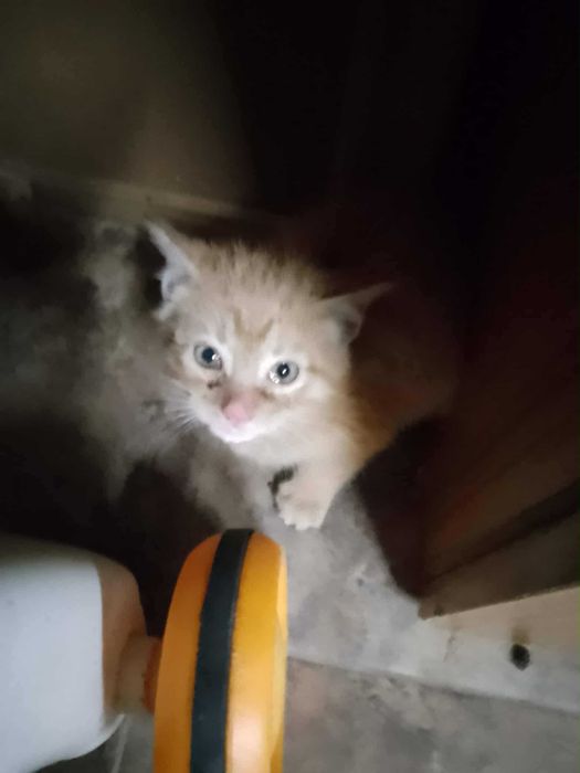 2 Gatinhos p/ adopção responsável