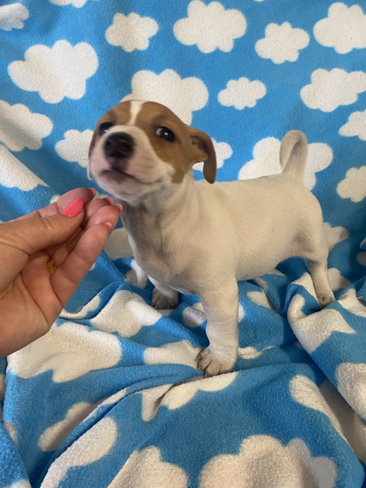 Jack russel terrier