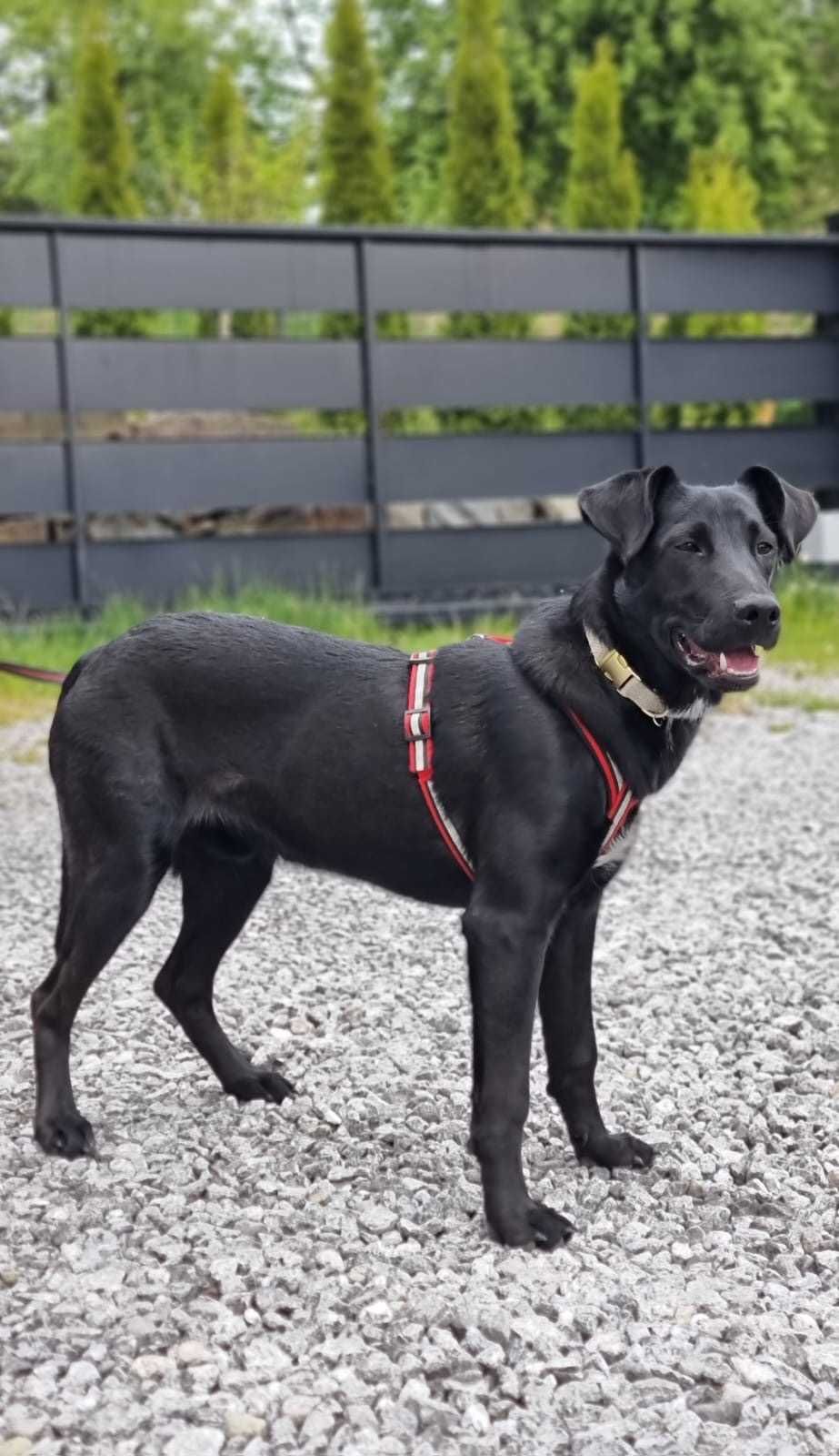 CZARUŚ 10 mies czarnulek do adopcji , idealny dla ludzi aktywnych