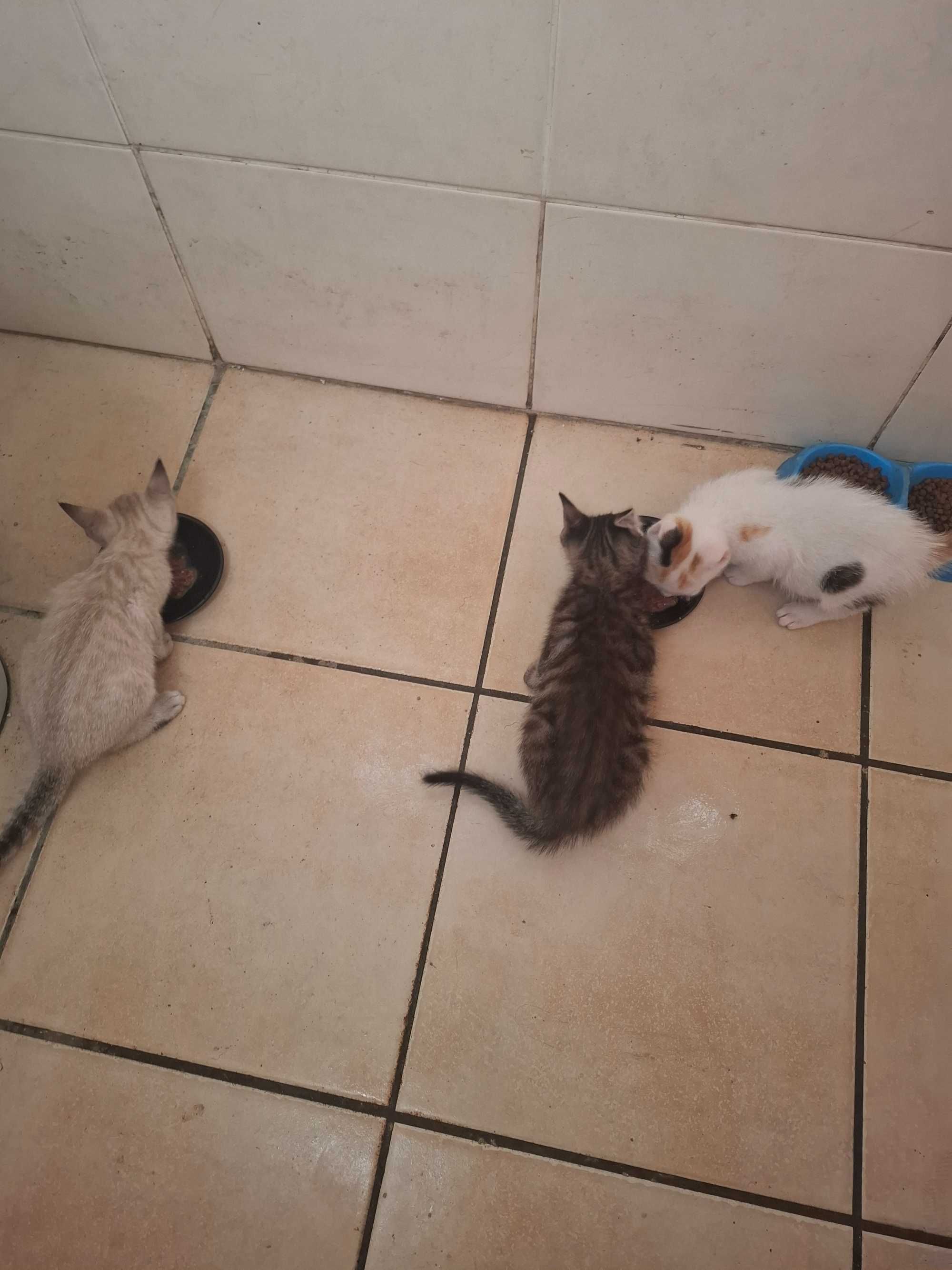 Gatinhos para adoção