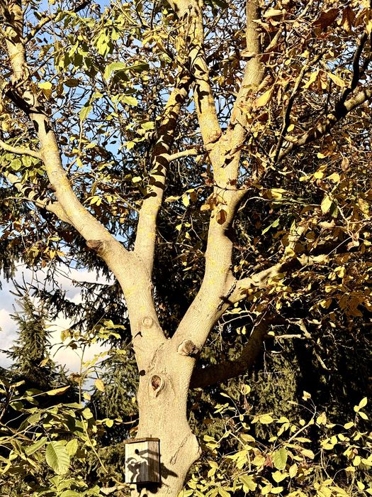 Orzech włoski kłoda , drzewo , pień średnica 42 cm , 10m