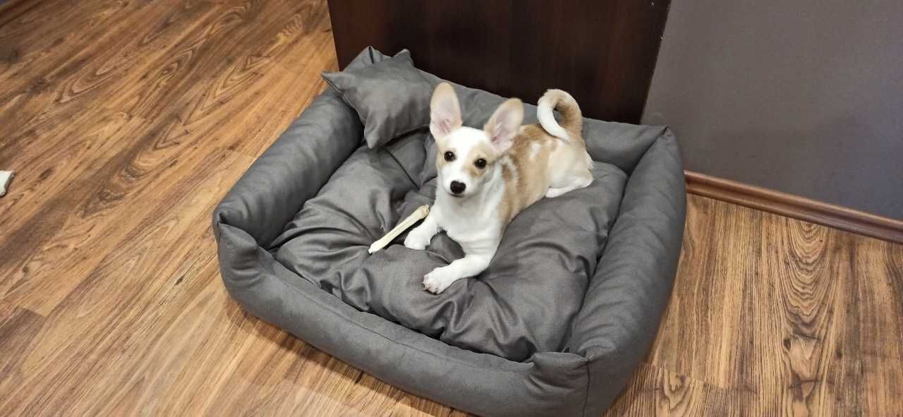 Nowe komfortowe legowisko kanapa dla psa wiele ROZMIARÓW haft imię