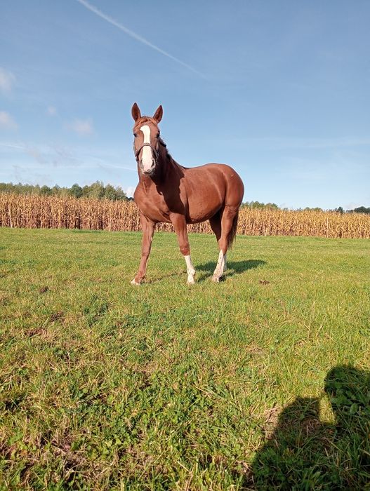 Klacz roczna SP polecam