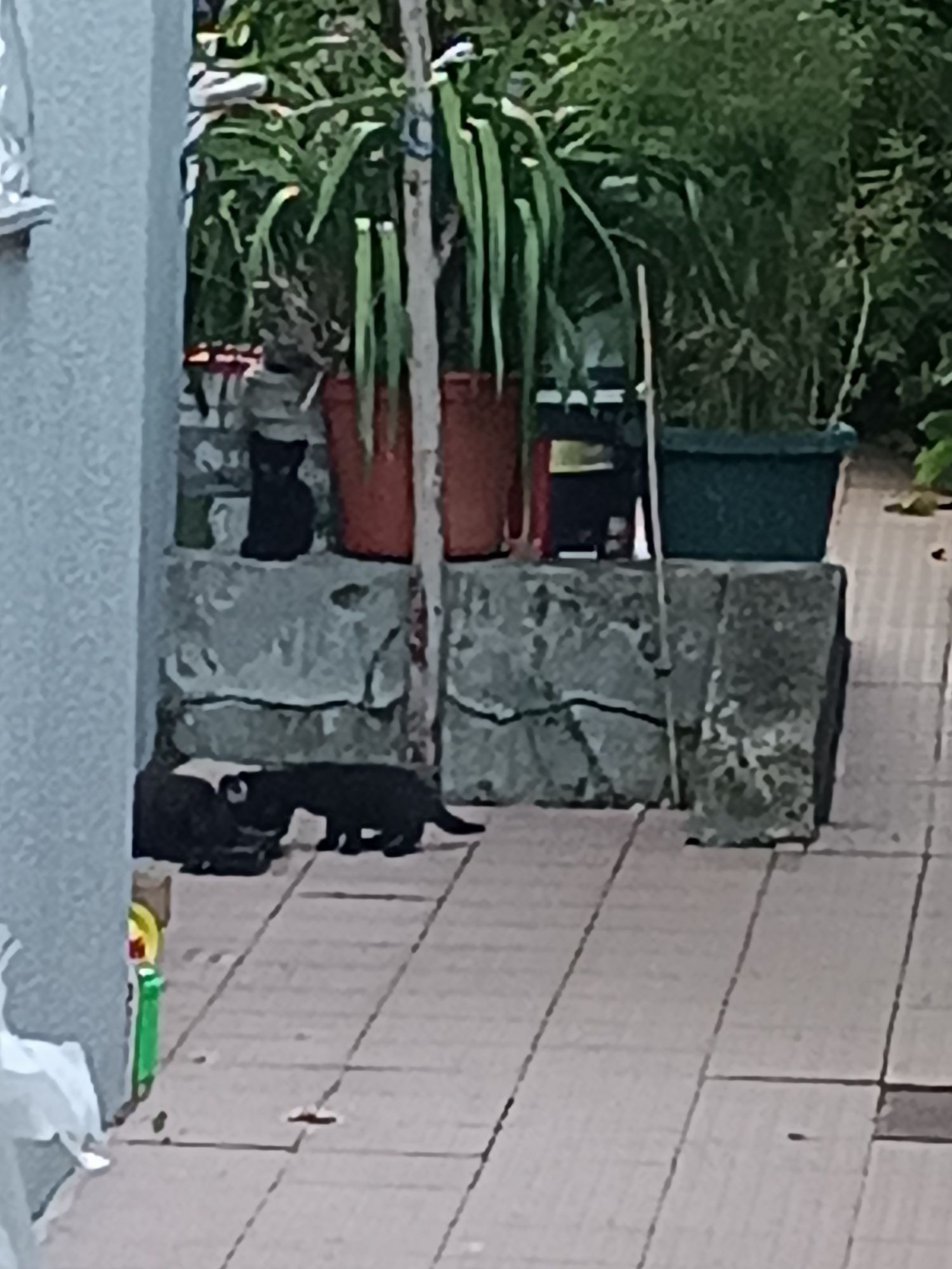 Doar 7 Gatinhos de 1 Mês e 3 Semanas