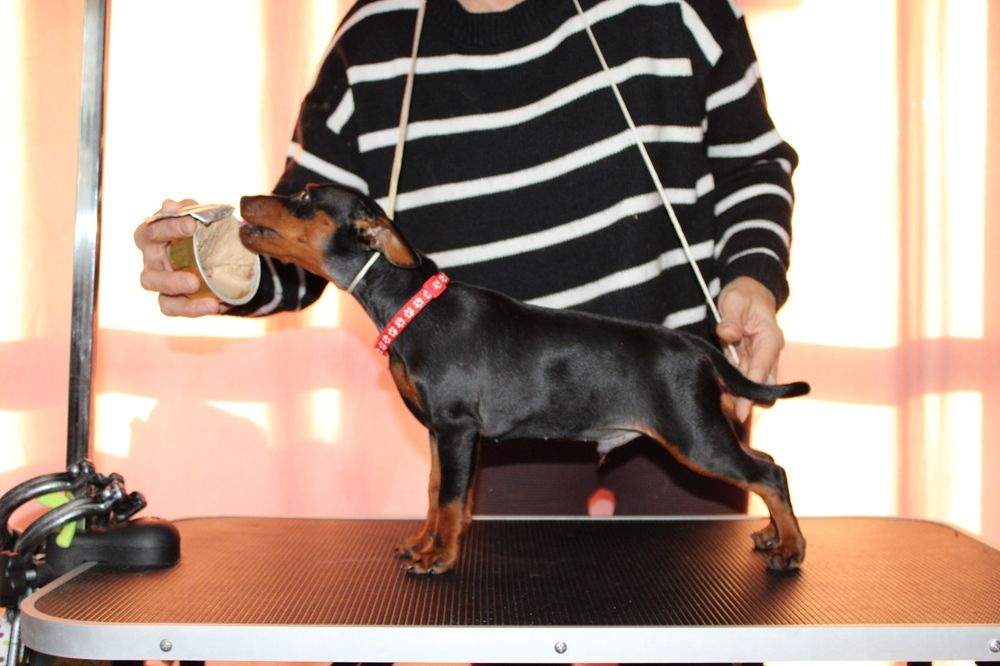 Pinczer miniaturowy FCI