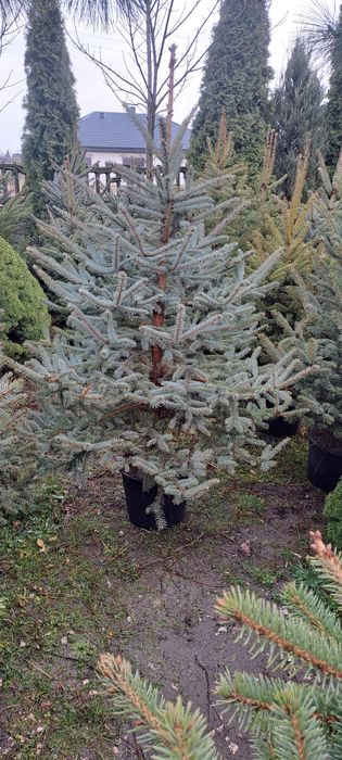 Świerk Srebrny , Pospolity Choinki z własnej plantacji