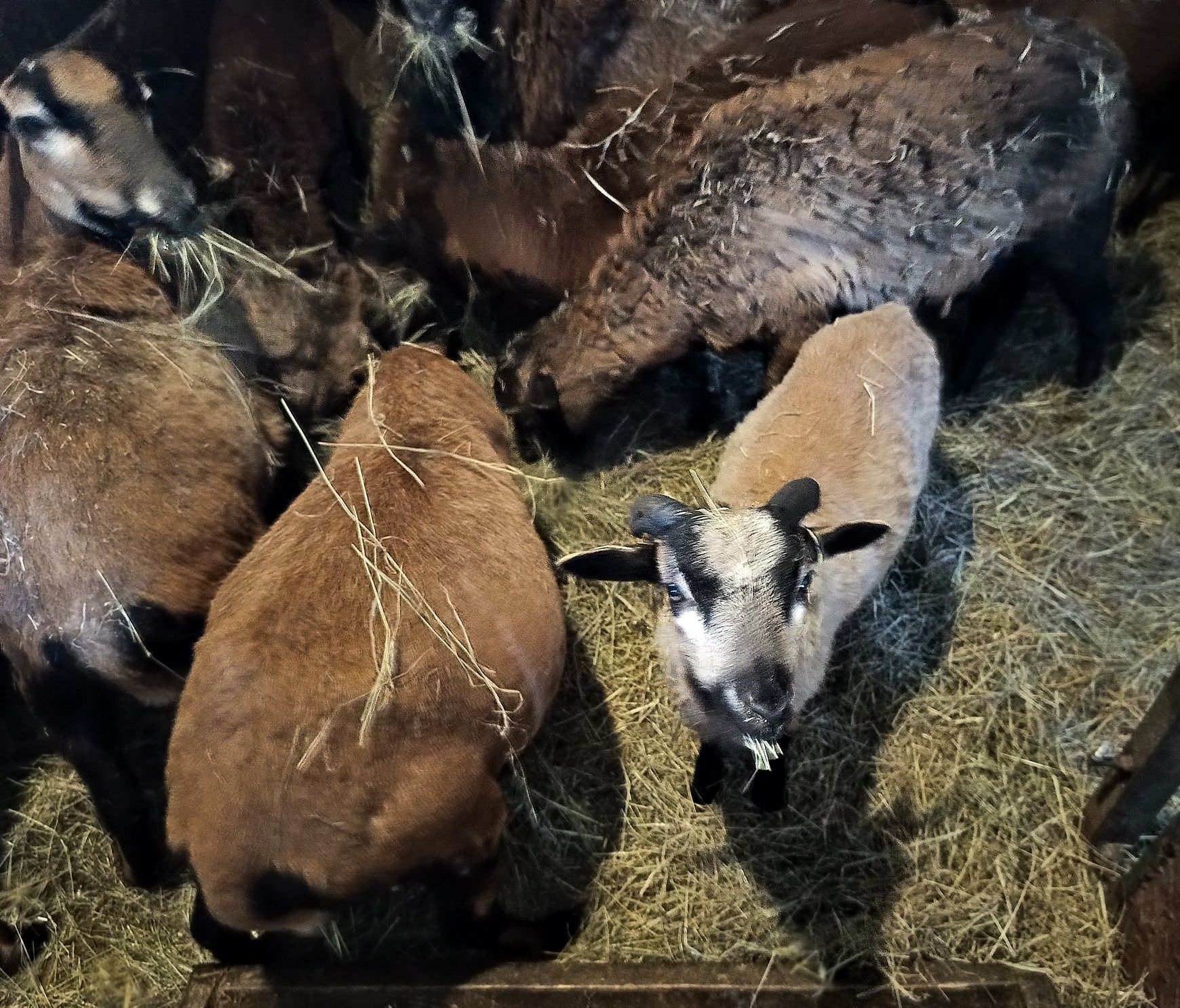 Owce kamerunki owce tryki jagnięta