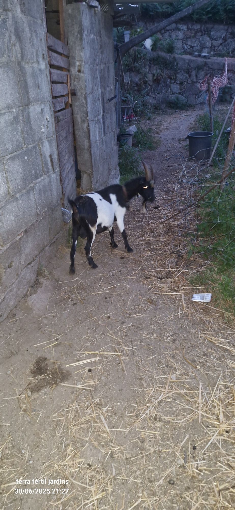 Cabrito anão  muito meigo